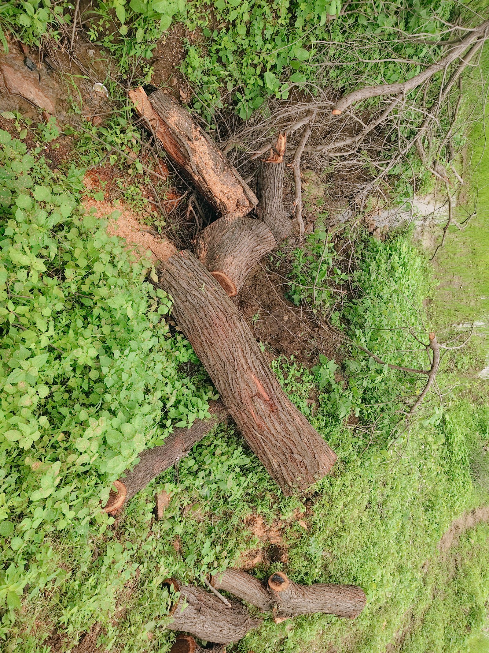 Example Image