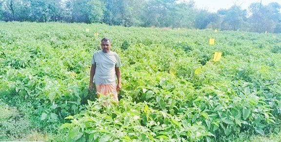 धान से बैंगन की ओर बढ़े संतराम, 0.400 हेक्टेयर में मिला 1.07 लाख रुपये का लाभ...